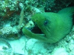 Green Moray on Belize Barrier Reef by Martin Spragg 